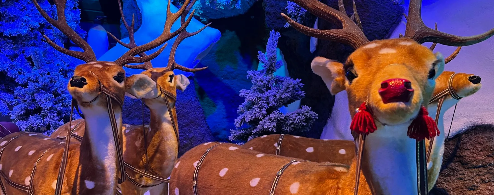 Festive in the Peaks & Chatsworth Christmas Market