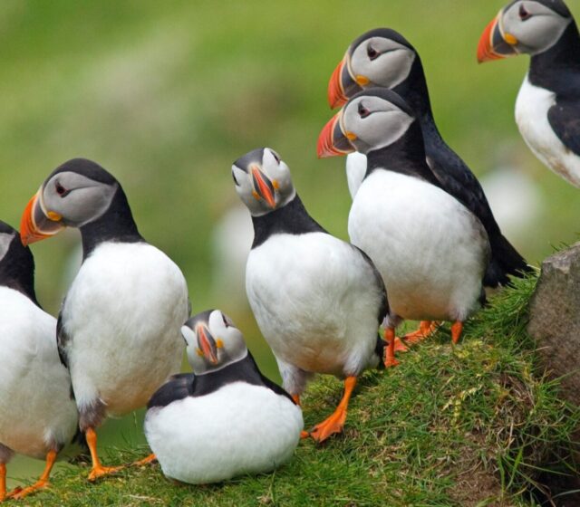 A Day with the Puffins